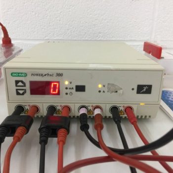 Gel Electrophoresis System with BioRad PowerPac 300, 7 BioRad SubCells and 1 Thermo ABgene Electro-fast Gel Unit.