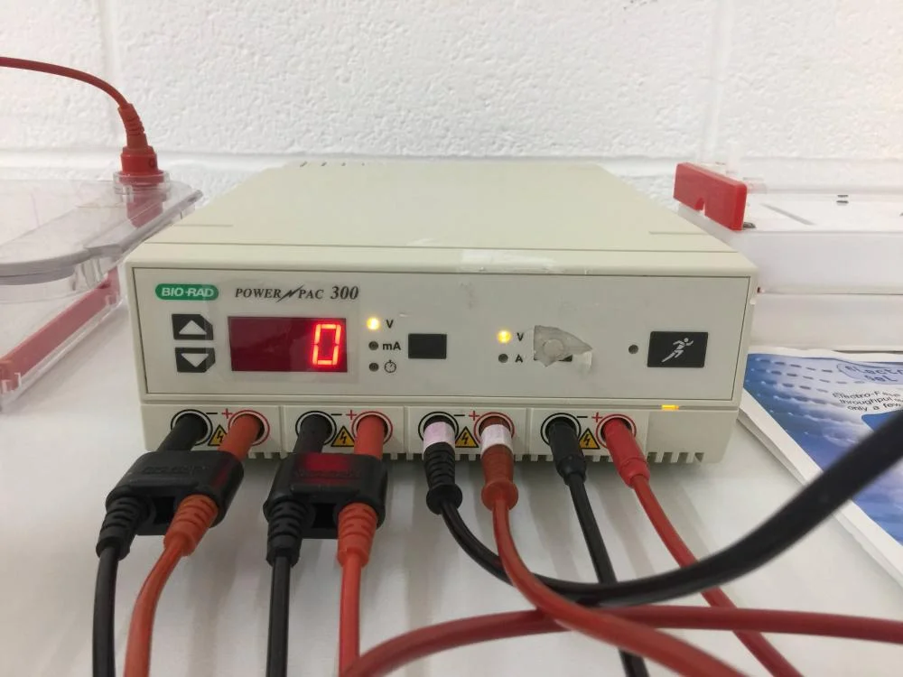 Gel Electrophoresis System with BioRad PowerPac 300, 7 BioRad SubCells and 1 Thermo ABgene Electro-fast Gel Unit.