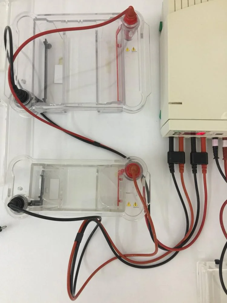 Gel Electrophoresis System with BioRad PowerPac 300, 7 BioRad SubCells and 1 Thermo ABgene Electro-fast Gel Unit.