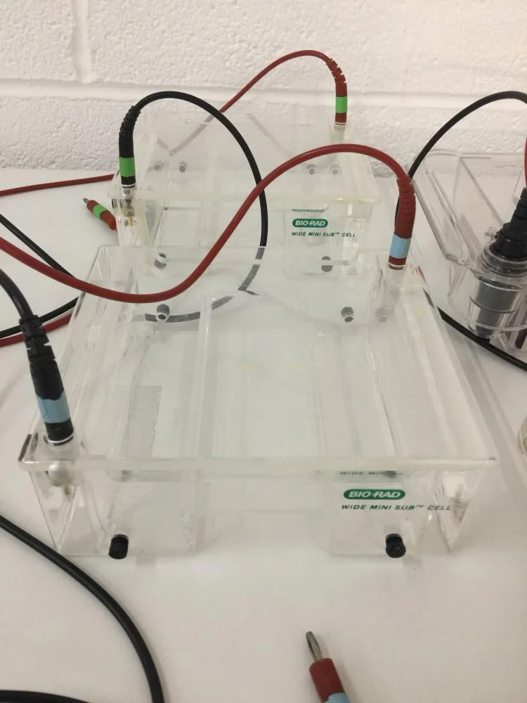 Gel Electrophoresis System with BioRad PowerPac 300, 7 BioRad SubCells and 1 Thermo ABgene Electro-fast Gel Unit.