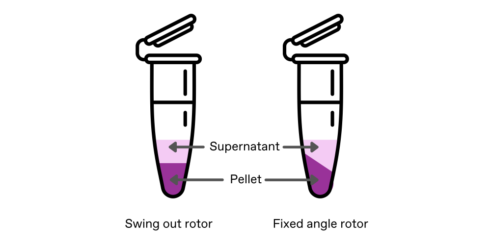 Diagram showing pellet differences when using swing out or fixed angle centrifuge rotors.