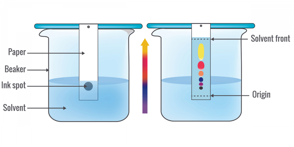 Paper chromatography. The first image shows a single ink spot, while the second image shows the separation of different colours