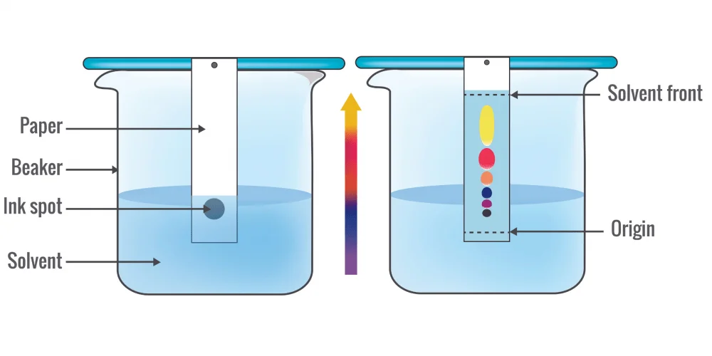 Paper chromatography. The first image shows a single ink spot, while the second image shows the separation of different colours