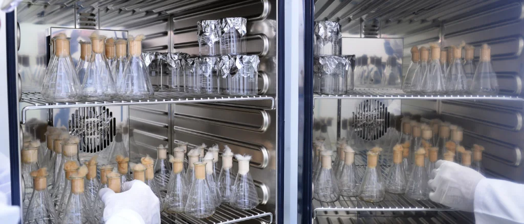 Samples arranged within a laboratory oven