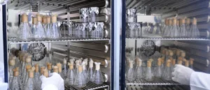 Samples arranged within a laboratory oven