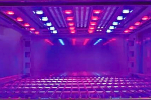 Internal image from Pol-Eko incubator with red and blue LED lighting